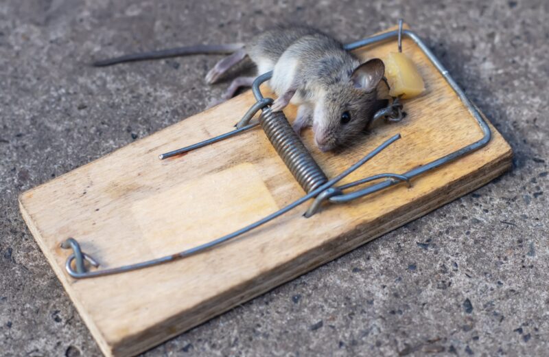 les pièges à rats et souris les plus efficaces